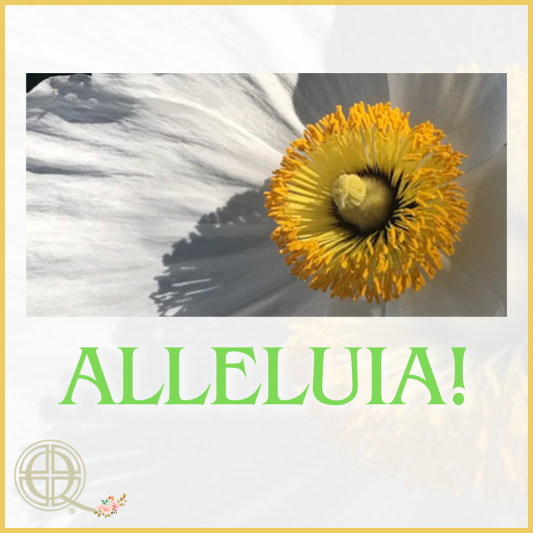 Alleluia! Easter poppy