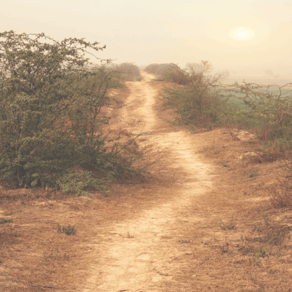Foggy dirt path