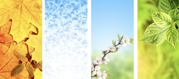 Leaves, snow, apple blossom and green leaves representing the 4 seasons