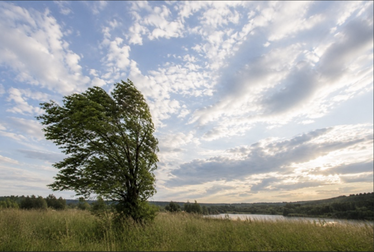 Lone tree on windy plains